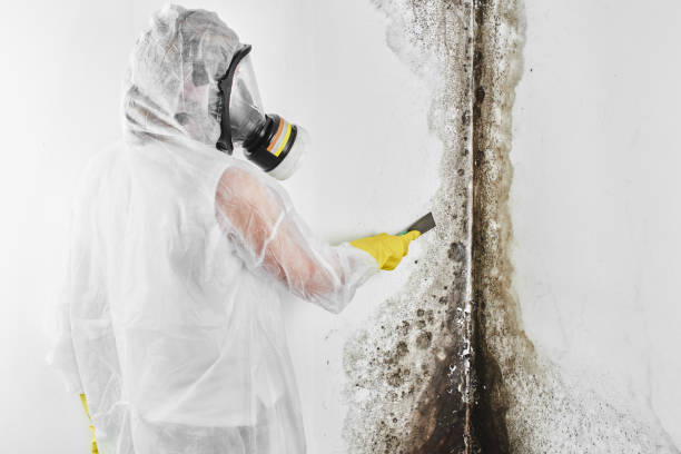 Best White Mold Remediation in Keystone, FL