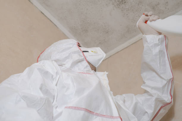 Best Localized Mold Remediation (e.g., coastal areas, humid climates) in Keystone, FL