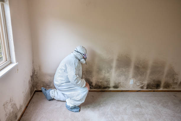 Best Crawl Space Mold Remediation in Keystone, FL