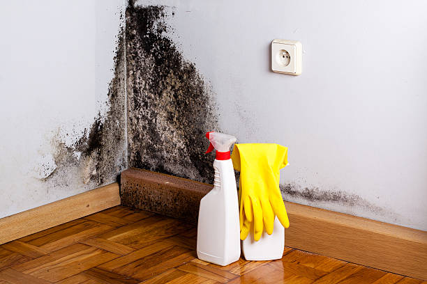 Best Black Mold Remediation in Keystone, FL