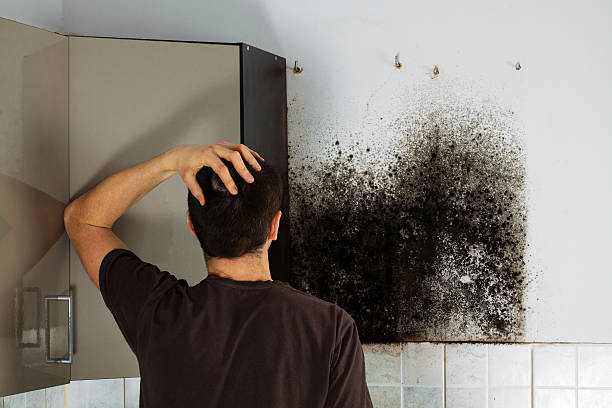 Best Commercial Mold Remediation in Keystone, FL