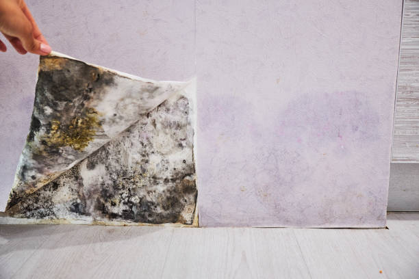 Best Insurance-Related Mold Remediation in Keystone, FL